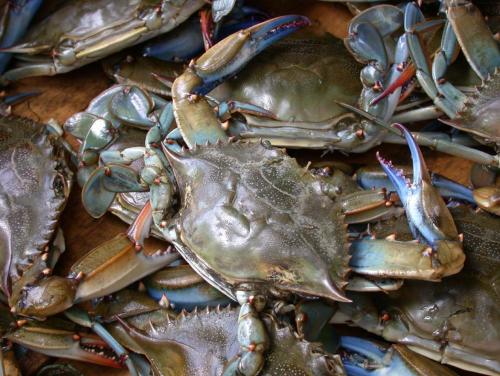 Blue_crab_on_market_in_Piraeus___Callinectes_sapidus_Rathbun_20020819_317.jpg