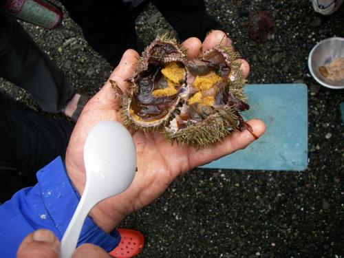 james_island_sea_urchin_raw_eggs.jpg