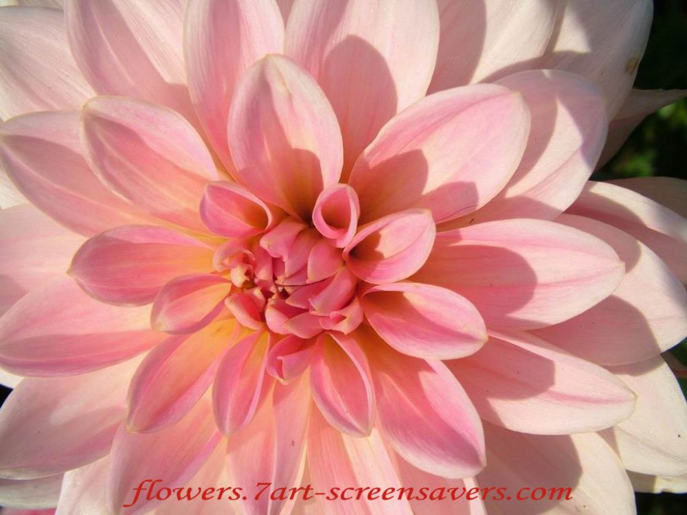 Dahlia-decorative-bin-pink-flower.jpg