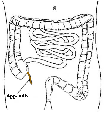 appendix.gif