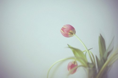 tumblr_mf2zx0yaPO1qeeqaho1_500.jpg