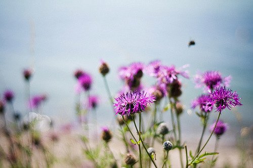 tumblr_mf339v5rE81qf3n80o1_500.jpg