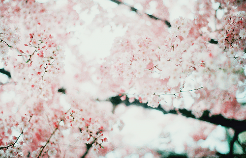 tumblr_m8vtx3NwqX1r6qdymo1_500.png