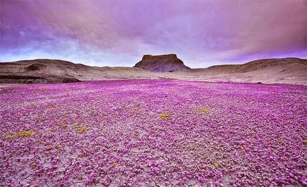 نقره لتكبير أو تصغير الصورة ونقرتين لعرض الصورة في صفحة مستقلة بحجمها الطبيعي