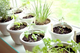 indoor-herb-garden-1.jpg