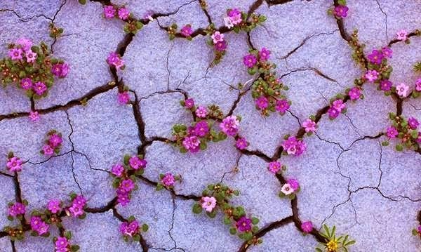 نقره لتكبير أو تصغير الصورة ونقرتين لعرض الصورة في صفحة مستقلة بحجمها الطبيعي