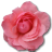 Wild-Rose-Pink-2-icon.png