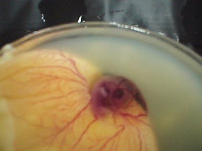 egg_development_06.jpg
