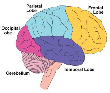 brain.jpg
