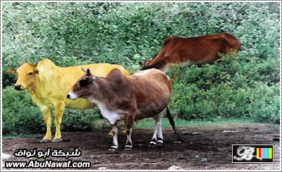 pic2.gif