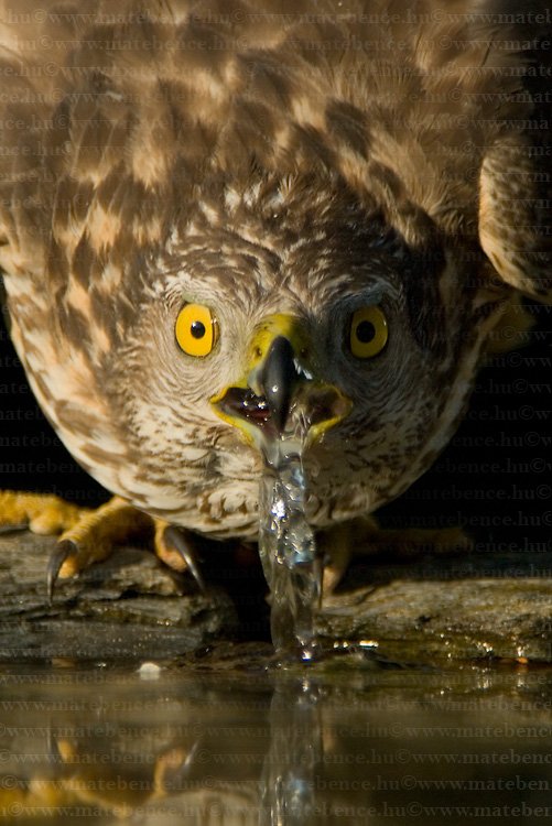 Bence.Mate.HidePhotography.com.Accipiter.gentilis.Goshawk.Heja1.jpg