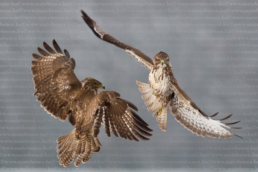 Bence.Mate.HidePhotography.com.Buteo.buteo.Buzzard.Egereszolyv11.jpg