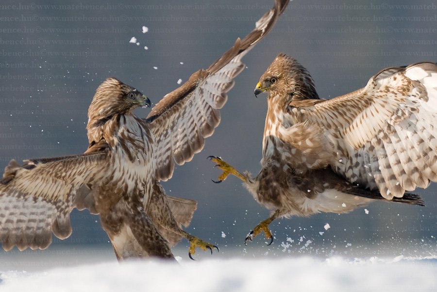 Bence.Mate.HidePhotography.com.Buteo.buteo.Buzzard.Egereszolyv7.jpg