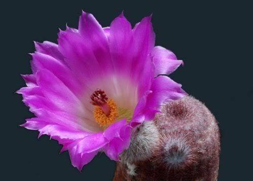 cactusflowers02hf4.jpg