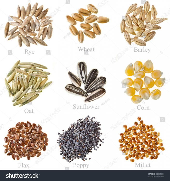 stock-photo-collection-cereal-grains-and-seeds-rye-wheat-barley-oat-sunflower-corn-flax-poppy-millet-94221784.jpg
