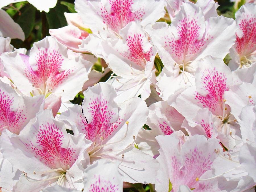 white-pink-rhododendrons-floral-flowers-art-prints-baslee-troutman-baslee-troutman-fine-art-florals.jpg