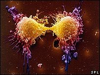 _42015070_celldiv203spl.jpg