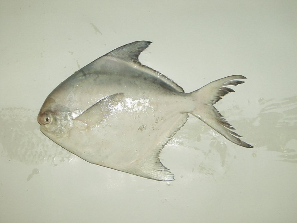 fish22.JPG
