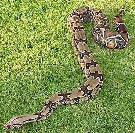 anaconda03.jpg