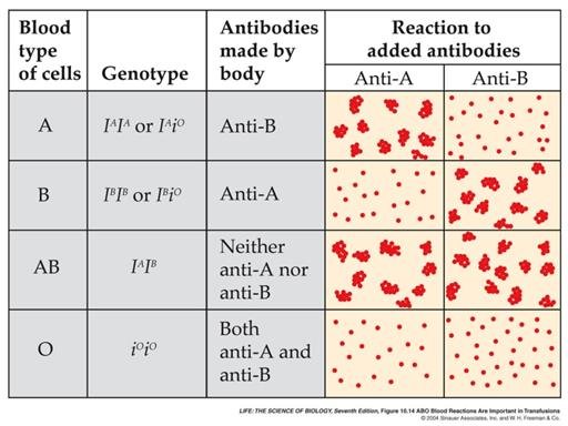 الكشف عن فصيلة الد م استشارات وفوائد طبية أخوات طريق الإسلام