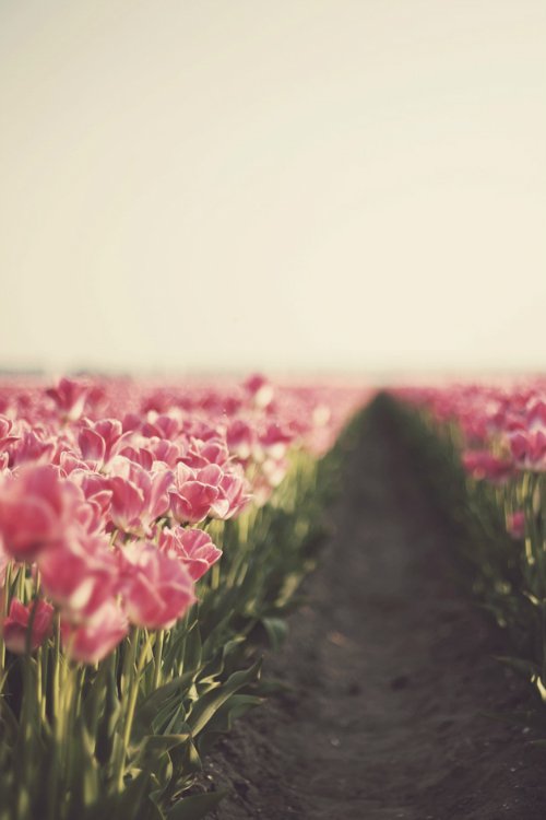 beautiful-flowers-photography-sky-Favim.com-856845.jpg