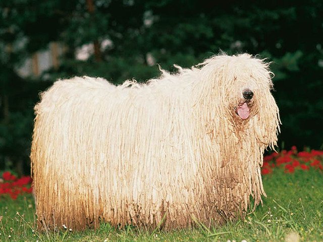 komondor-1366.jpg