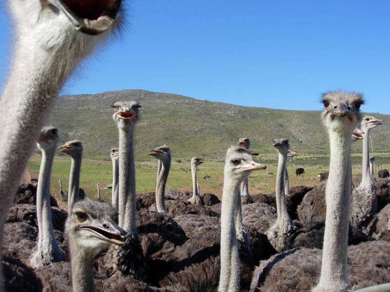 group-of-ostrich.jpg