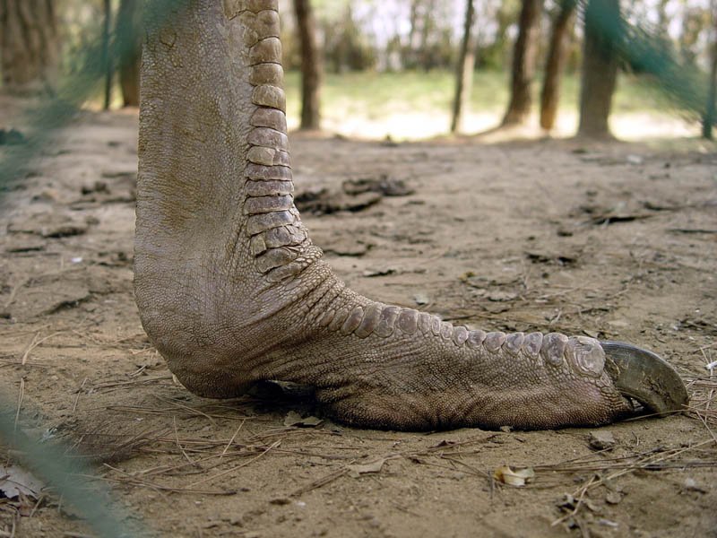 ostrich-foot-closeup.jpg