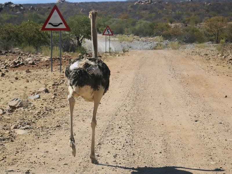 ostrich-from-behind.jpg