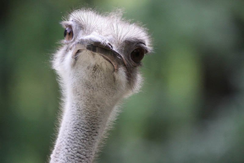 ostrich-portrait.jpg