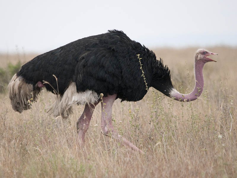 ostrich-walking.jpg