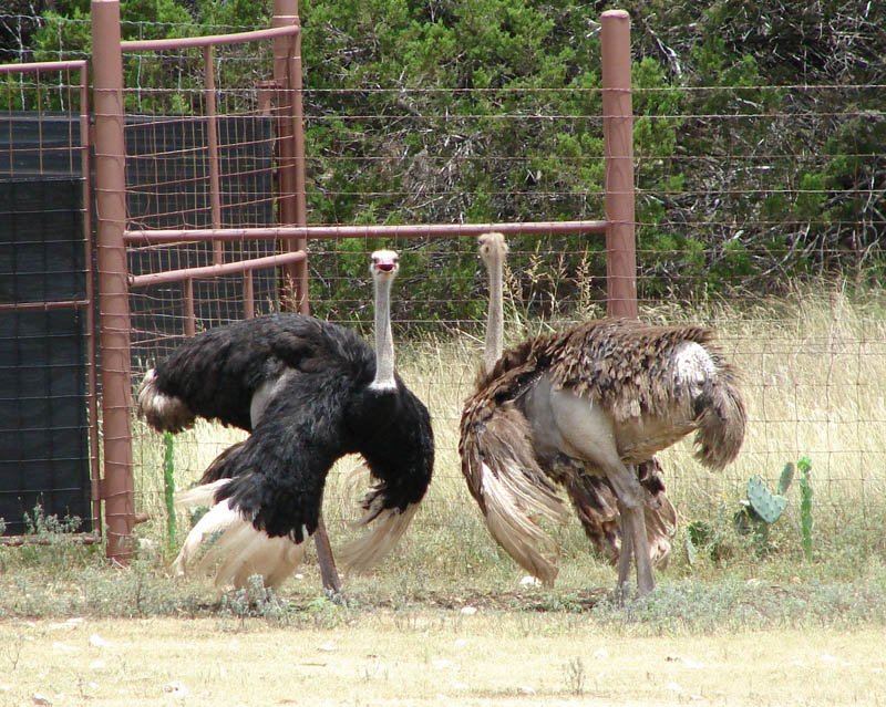 ostrich-wings.jpg