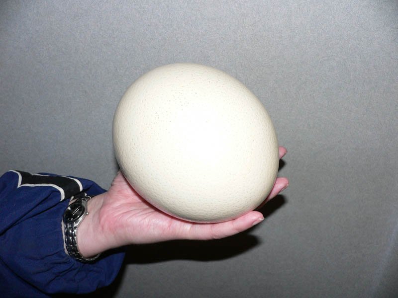 size-of-an-ostrich-egg-in-hand.jpg