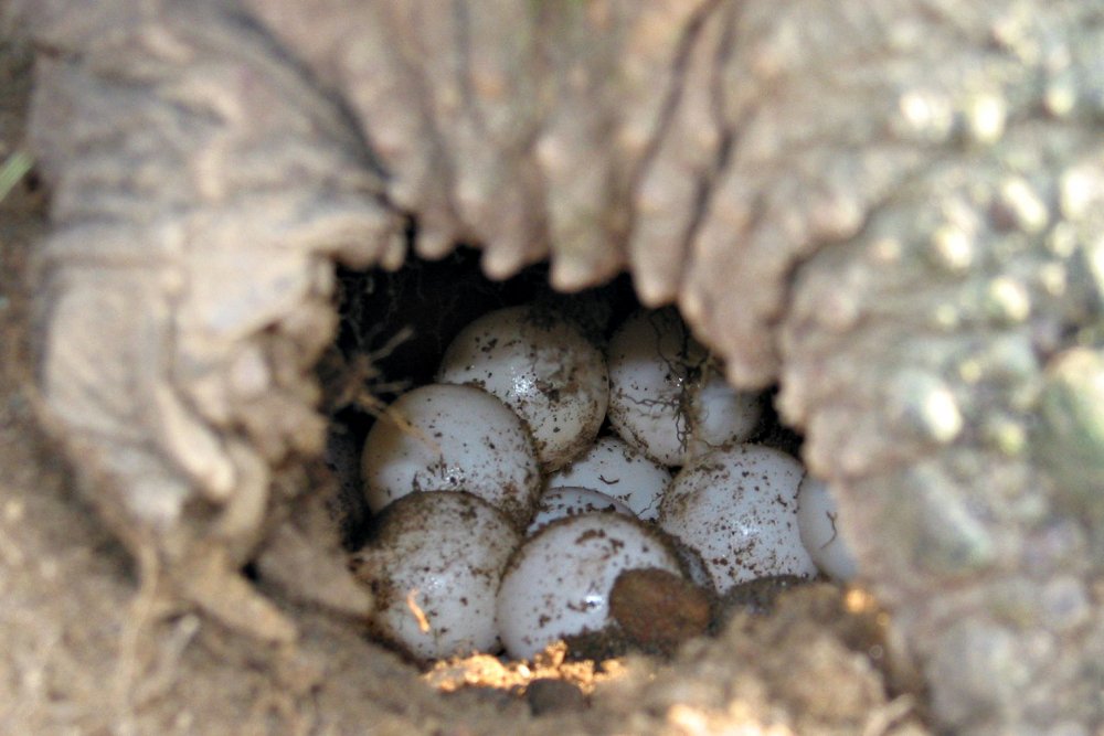 Snapping_turtle_eggs_md.jpg