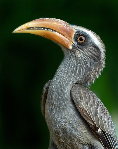 Malabar_grey_hornbill.jpg