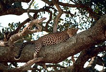 220px-Leopard_on_the_tree.jpg