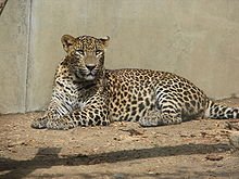 220px-SriLankaLeopard-ZOO-Jihlava.jpg