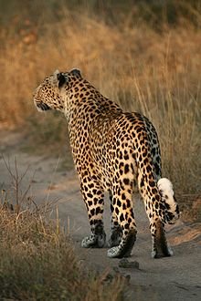 220px-Leopard_walking.jpg