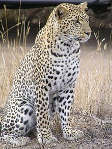 220px-Leopard_africa.jpg