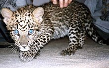 220px-Baby_spotted_leopard.jpg