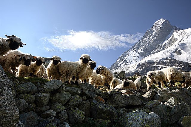640px-Matterhorn_Sheep.jpg