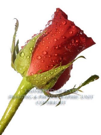 Rose.jpg