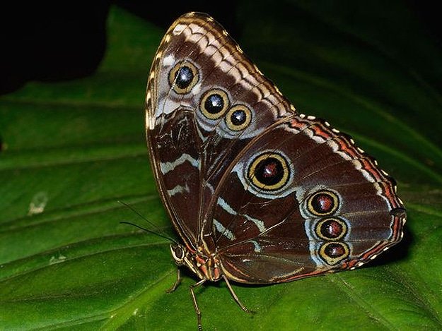 Beautiful-Butterfly-Wing-Patterns-9.jpg