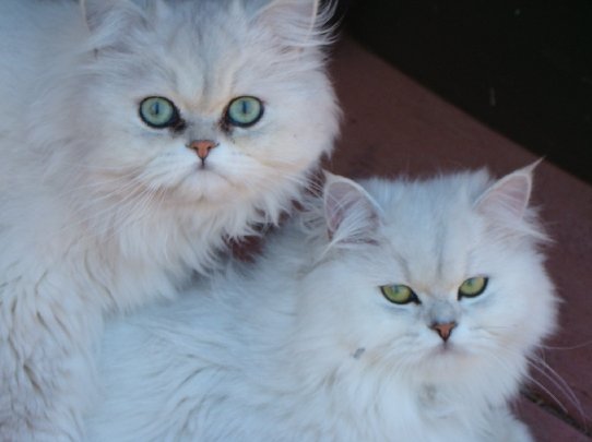 fluffkins-persian-pic.jpg