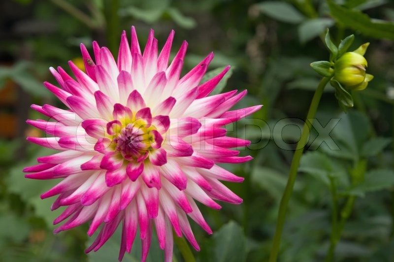 2586255-736582-pink-white-dahlia-flower-in-garden.jpg