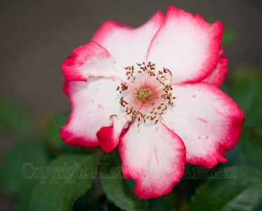 flower.pink.white.touch.wild.rose.photo.2075.jpg