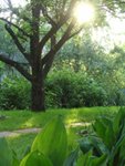 45639_the-tree-the-sun-and-the-leaf.jpg