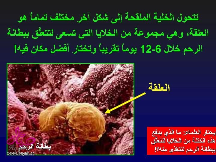 hayah_1342035307_452.jpg