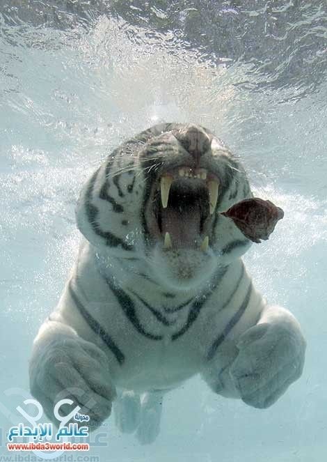 amazing-white-tiger-under-water3.jpg