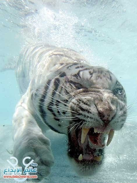 amazing-white-tiger-under-water6.jpg